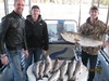 (11/07/2015) - Nice Striped Bass